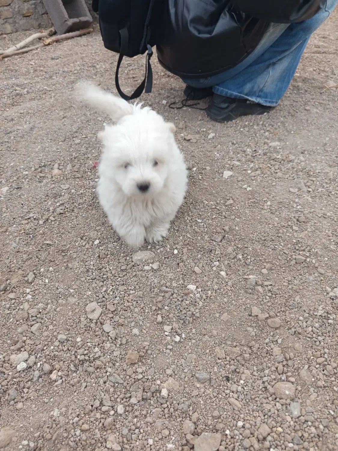 توله سگ های پا کوتاه خانگی فروشی|سگ|زنجان, |دیوار