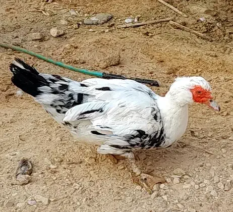 اردک سیکو|حیوانات مزرعه|آبدان, |دیوار