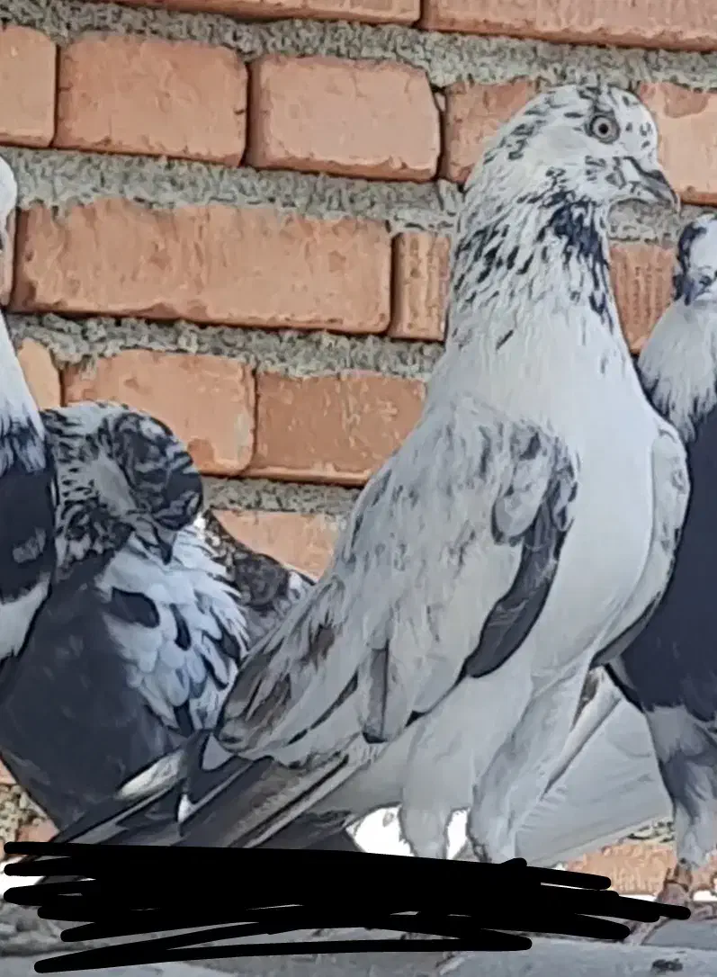 نر گرفتنی|پرنده|نقده, |دیوار