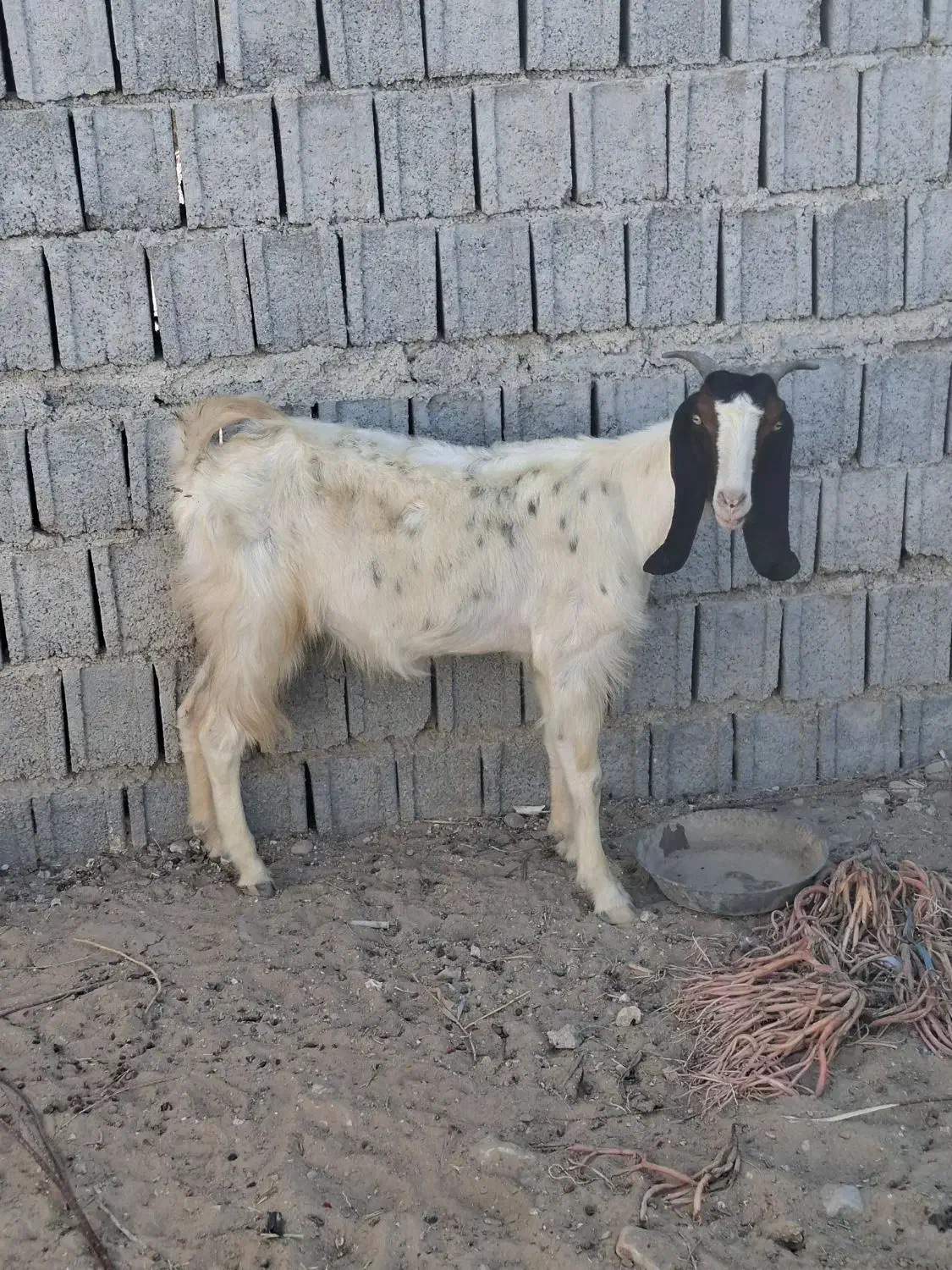 یک عدد بز|حیوانات مزرعه|سعدآباد, |دیوار