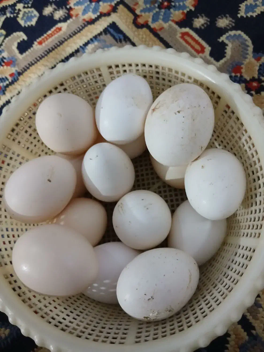 تخم مرغ گلین اصل|حیوانات مزرعه|سیرجان, |دیوار