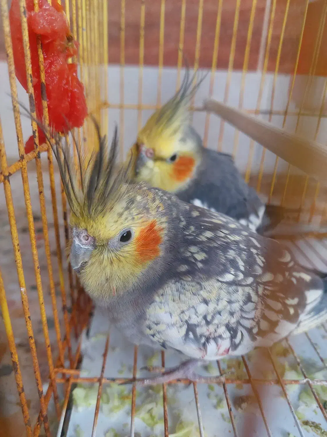 عروس هلندی|پرنده|آبادان, |دیوار