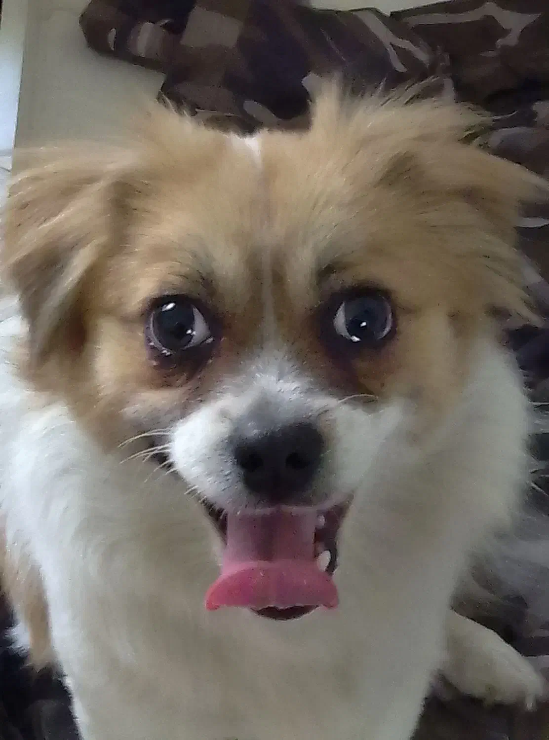 سگ بازیگوش خانگی|سگ|پرند, فاز ۵|دیوار