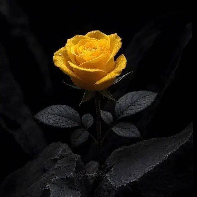 سیم کارت همراه|سیم‌کارت|ری, علایین|دیوار