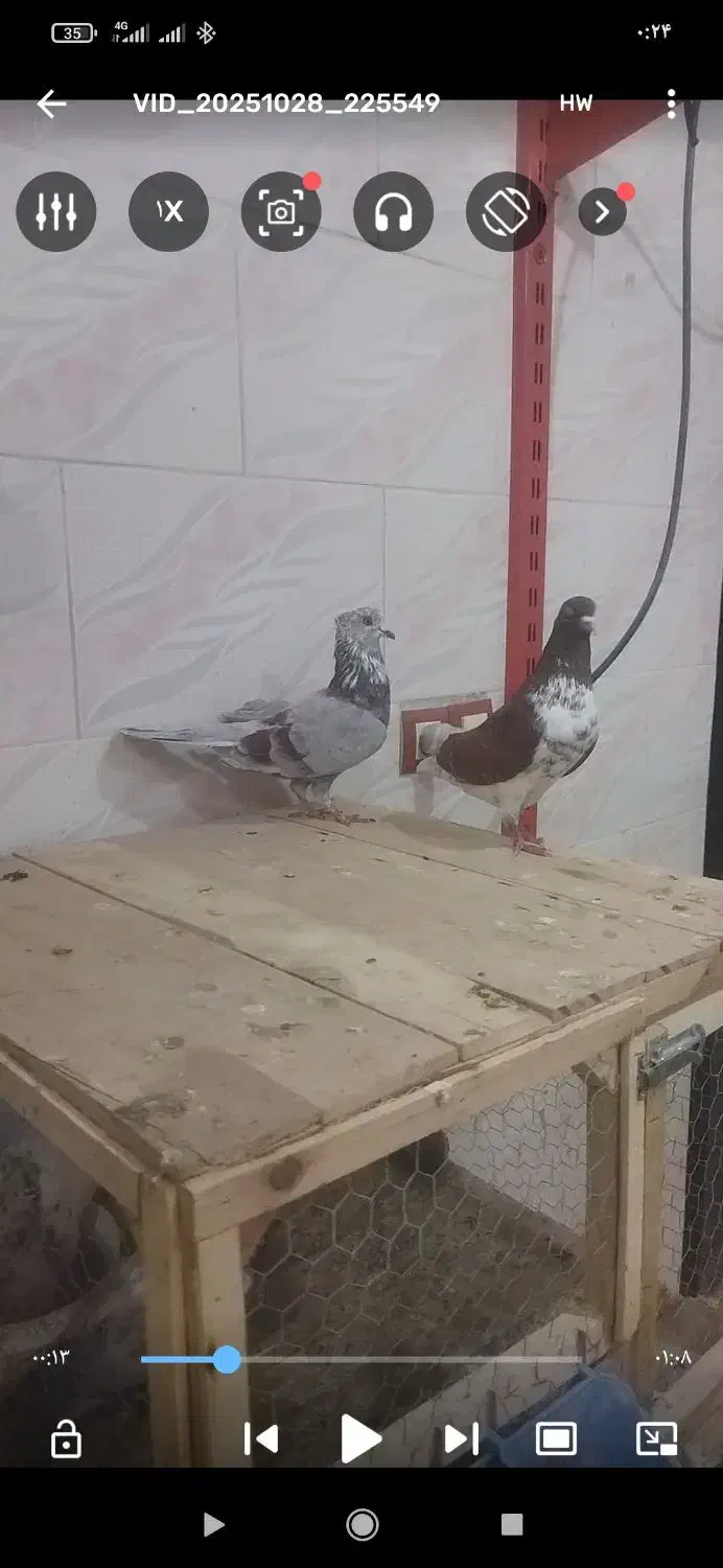 قیمت دوتاش 1میلیون مقطوع|پرنده|مشگین شهر, |دیوار