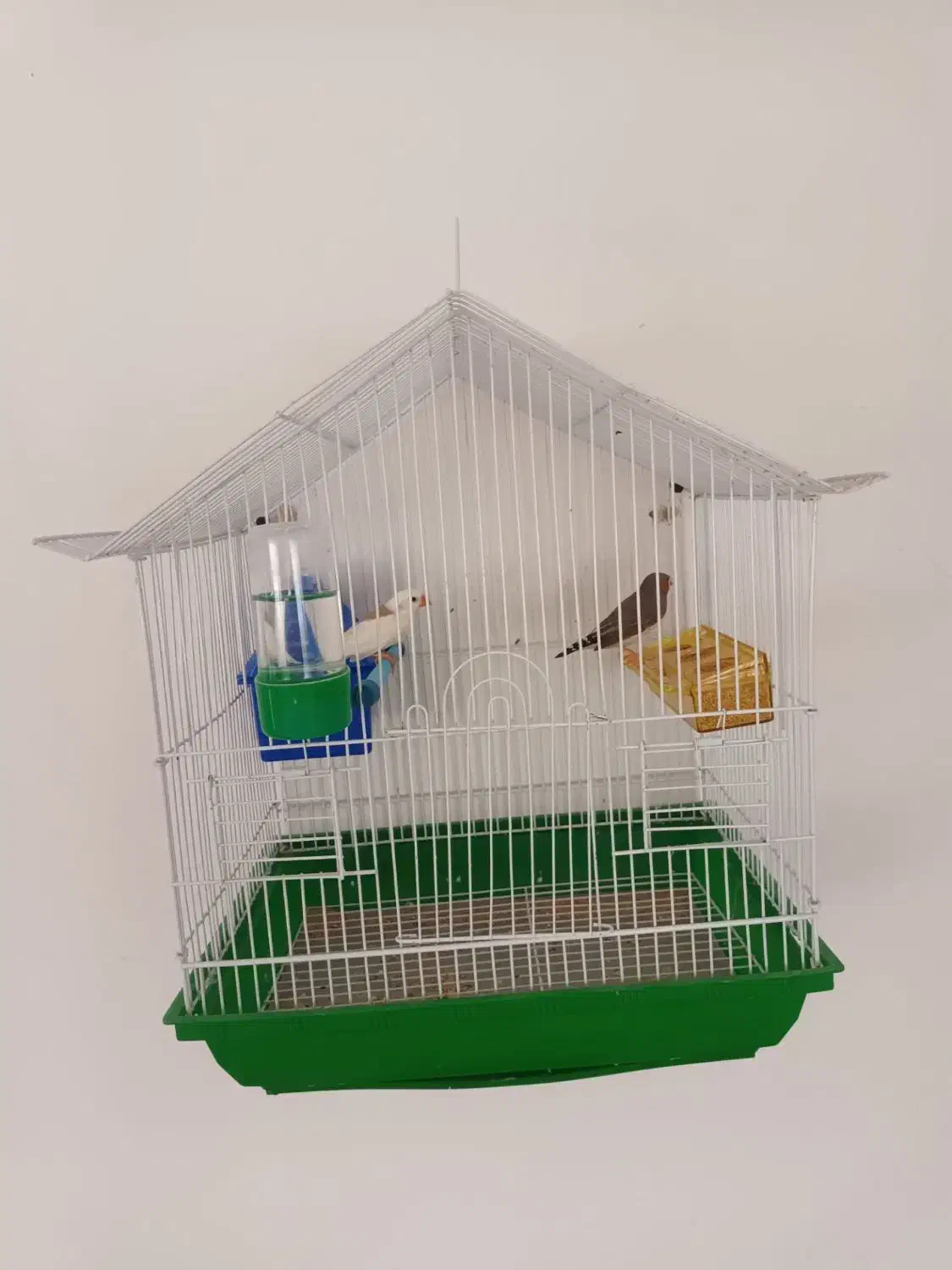 یک جفت فنج بالغ|پرنده|تکاب, |دیوار