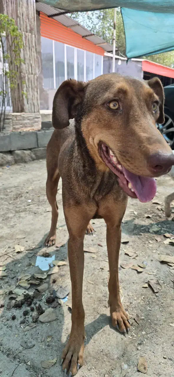 سگ دوبرمن ماده|سگ|اهواز, پادادشهر|دیوار