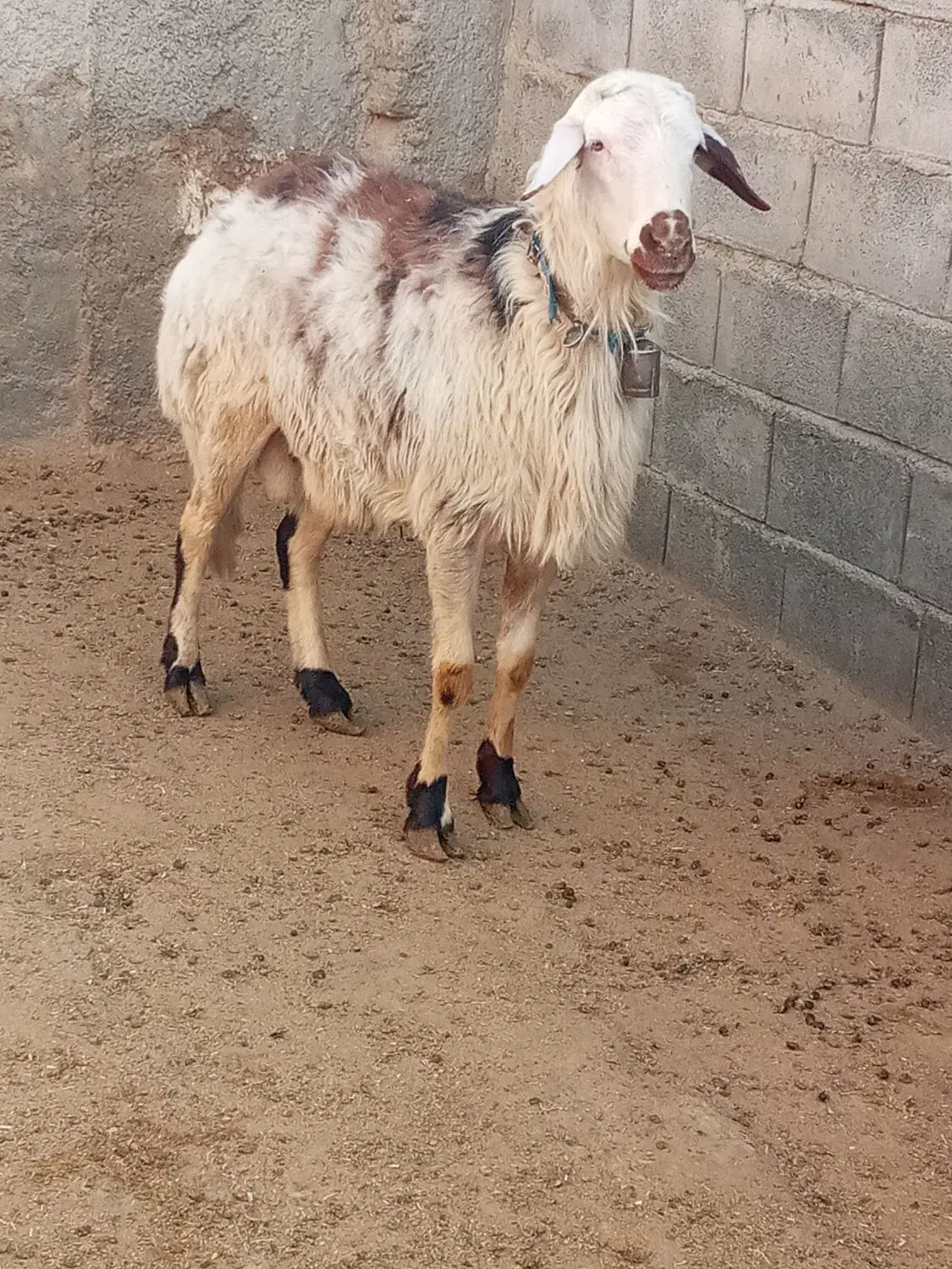 قوچ پلنگی زانوزن|حیوانات مزرعه|گلپایگان, |دیوار