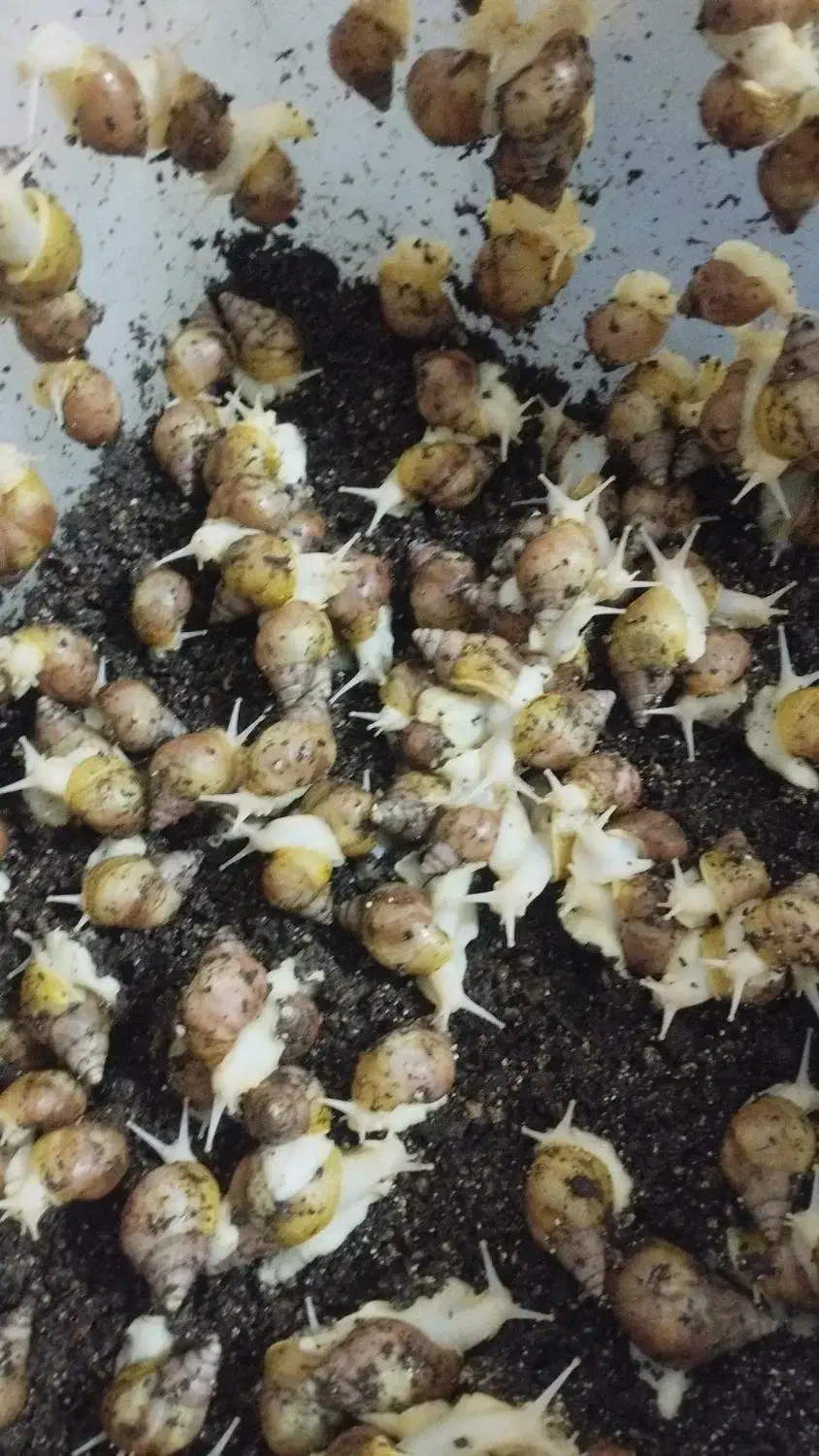 فروش حلزون آلبینو طبی|آرایشی، بهداشتی، درمانی|ماکو, |دیوار