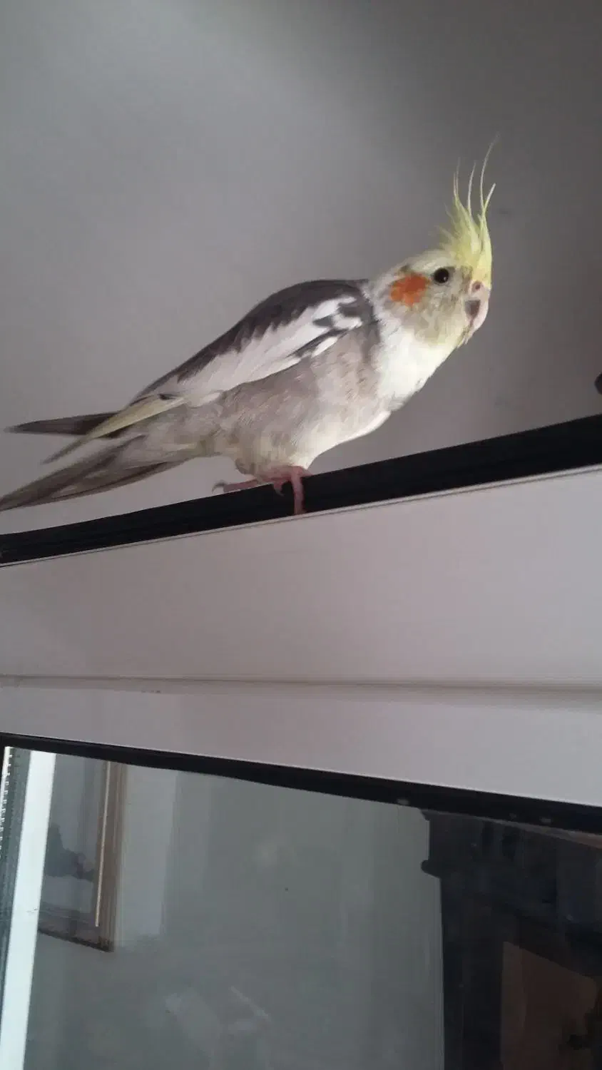 عروس هلندی گمشده شهرضا|پرنده|شهرضا, |دیوار