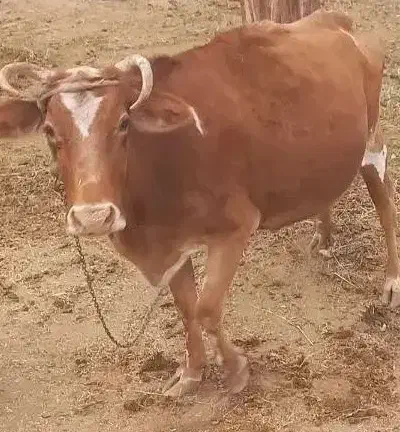 فروش گاو آبستن|حیوانات مزرعه|رودان, |دیوار