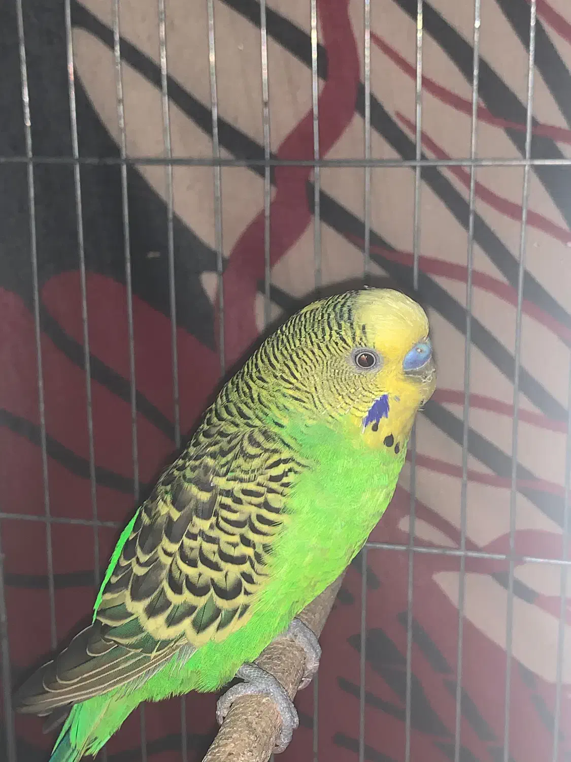 دو عدد مرغ عشق و دو عدد فنچ|پرنده|نکا, |دیوار