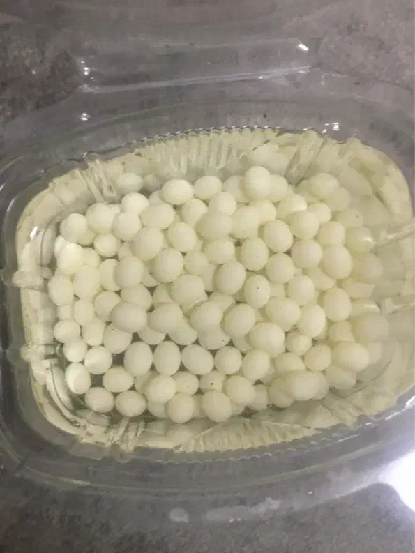 تخم حلزون|خزنده|یزد, |دیوار