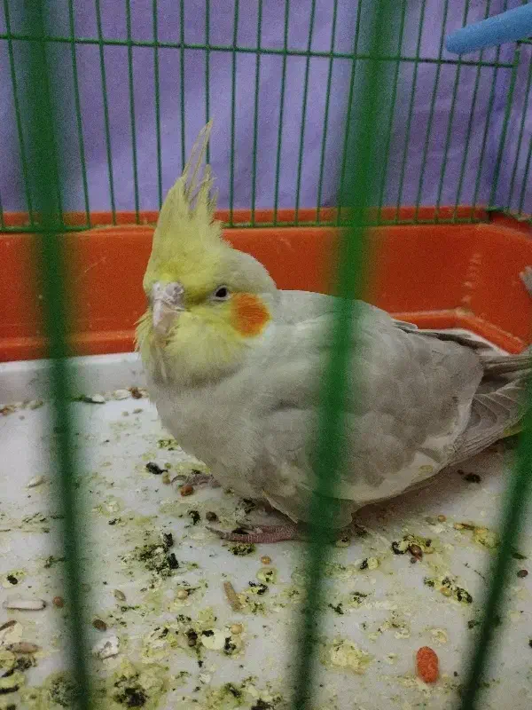 عروس هلندی|پرنده|قم, ولیعصر|دیوار