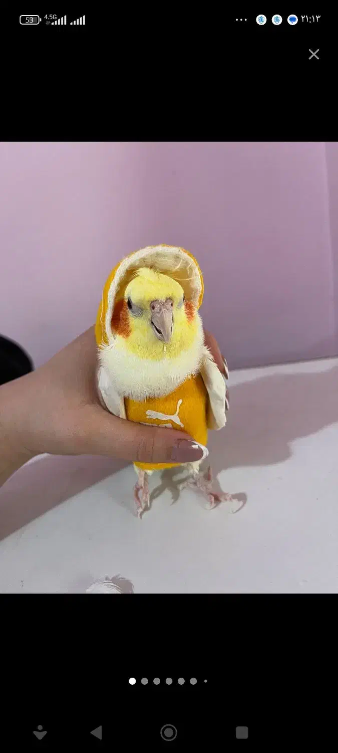 عروس هلندی همه چیز تموم|پرنده|خرمدره, |دیوار