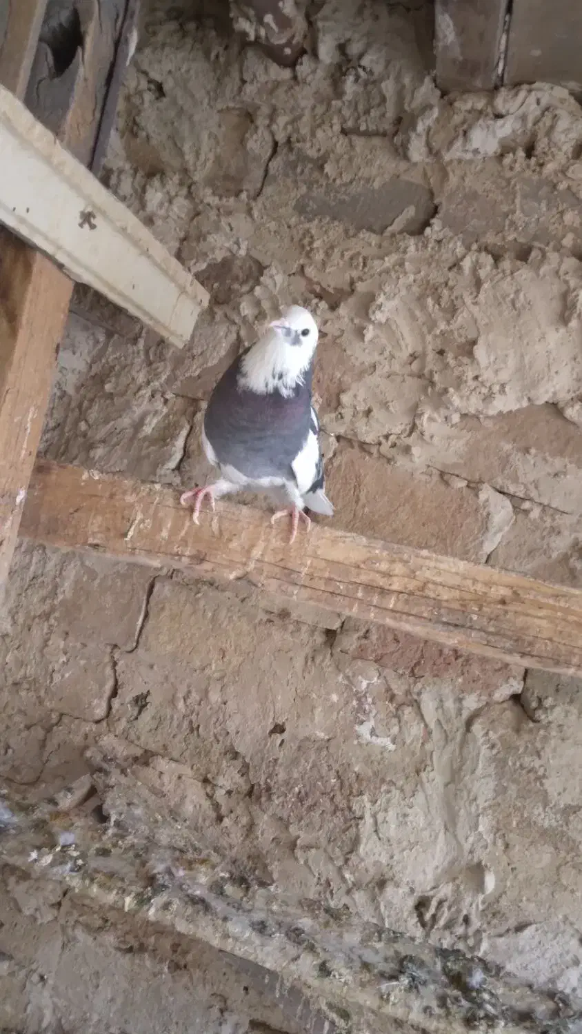 کفتر پرشی|پرنده|رباطکریم, رباطکریم|دیوار