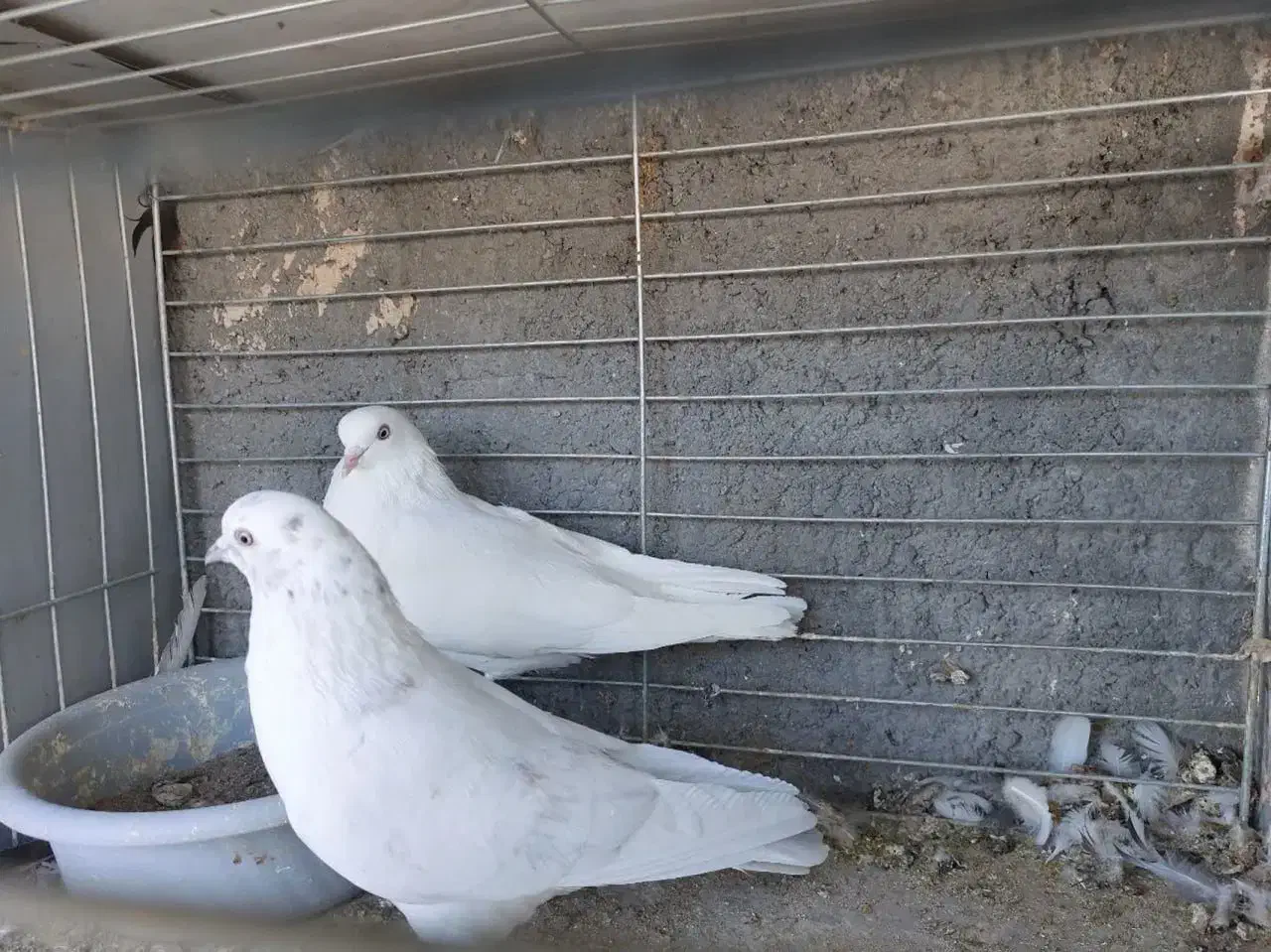 کفتر مایه  خال قدیم  گنجه بر|پرنده|تهران, تهرانپارس شرقی|دیوار