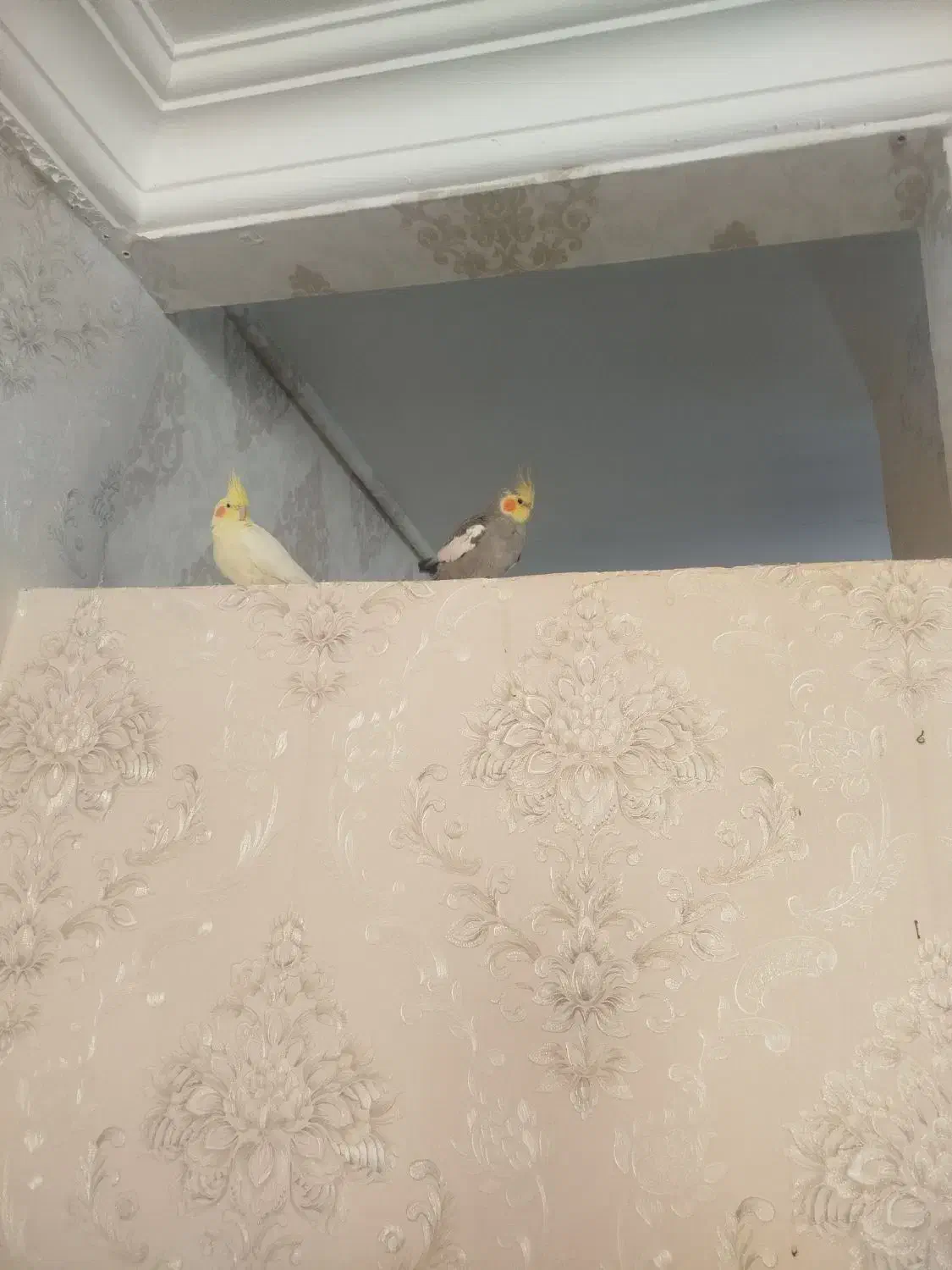 عروس هلندی|پرنده|تربت‌حیدریه, حیدرآباد|دیوار