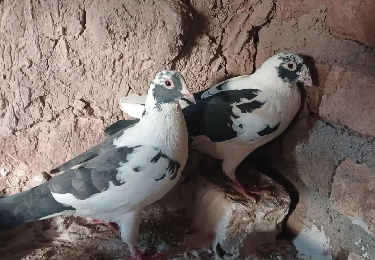 جفت پلنگ کرمانی|پرنده|میان ولایت, |دیوار