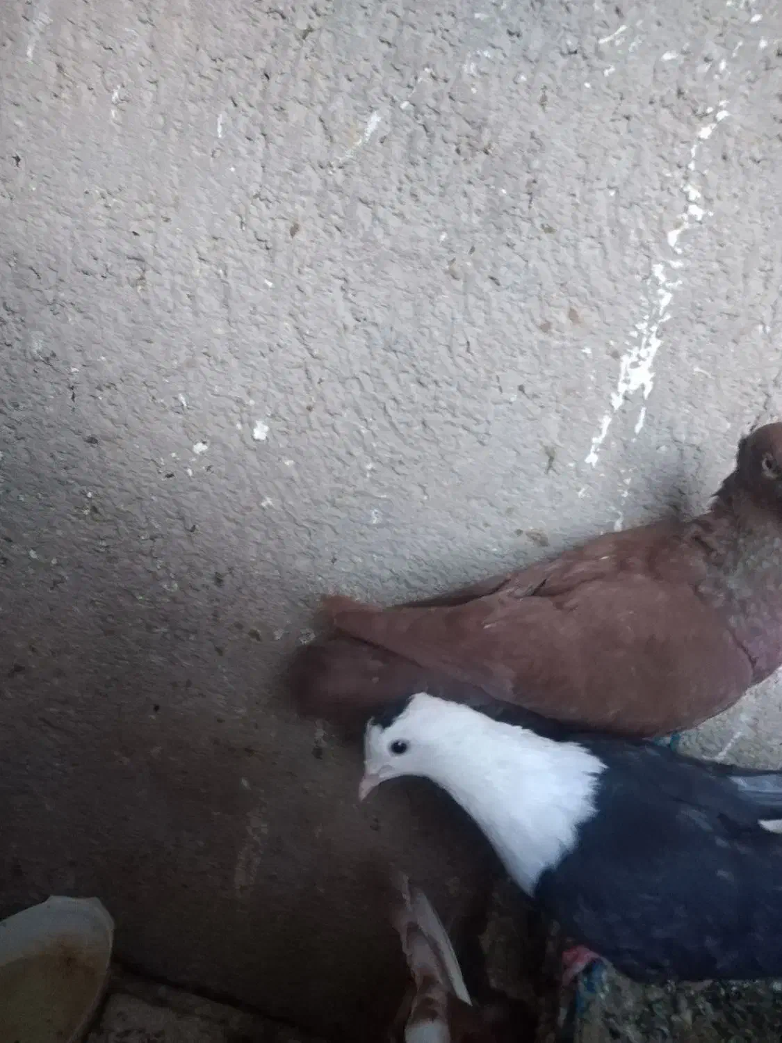 کبوتر|پرنده|فیروزه, |دیوار