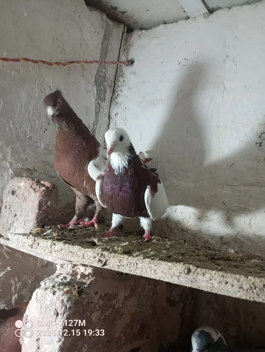 دو عددکبوتر هواگیر بازیدار طوقی قرمز کوینح|پرنده|بناب, |دیوار