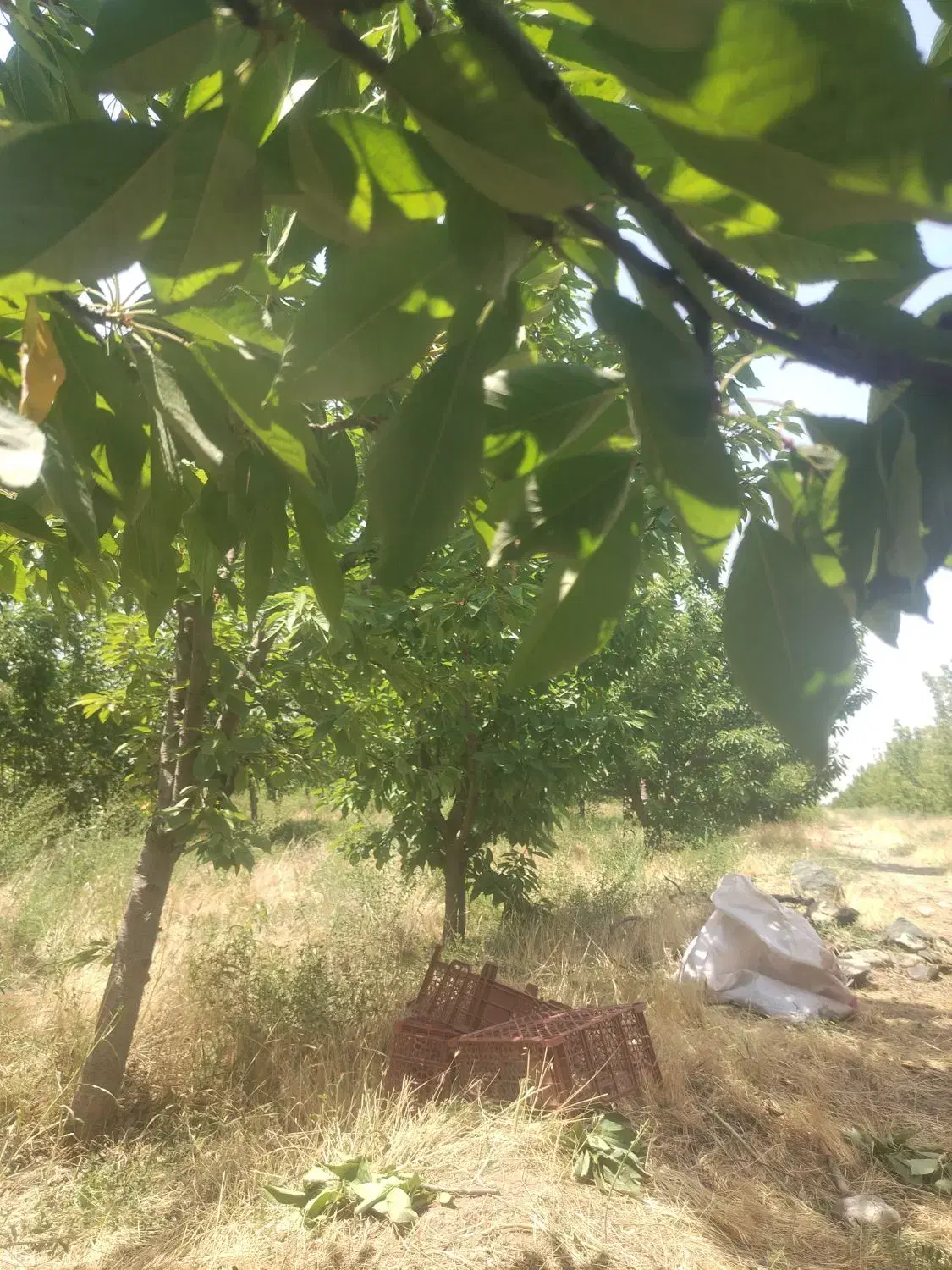 کارگر باغ|خدمات باغبانی و درختکاری|نیشابور, فضل|دیوار
