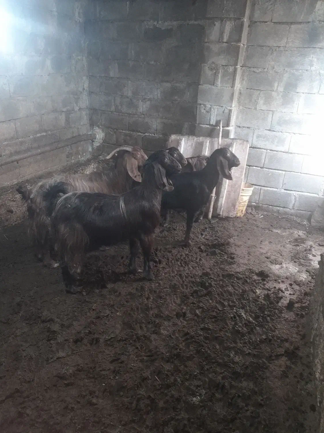 بز و ورن|حیوانات مزرعه|کرمانشاه, |دیوار