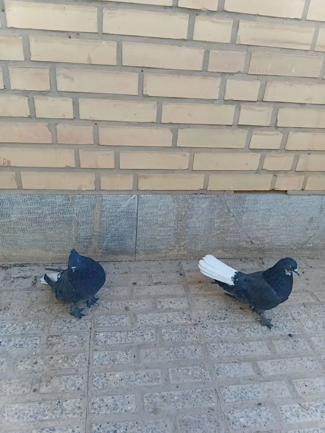 کبوتر پر دمسفید|پرنده|شهرکرد, |دیوار