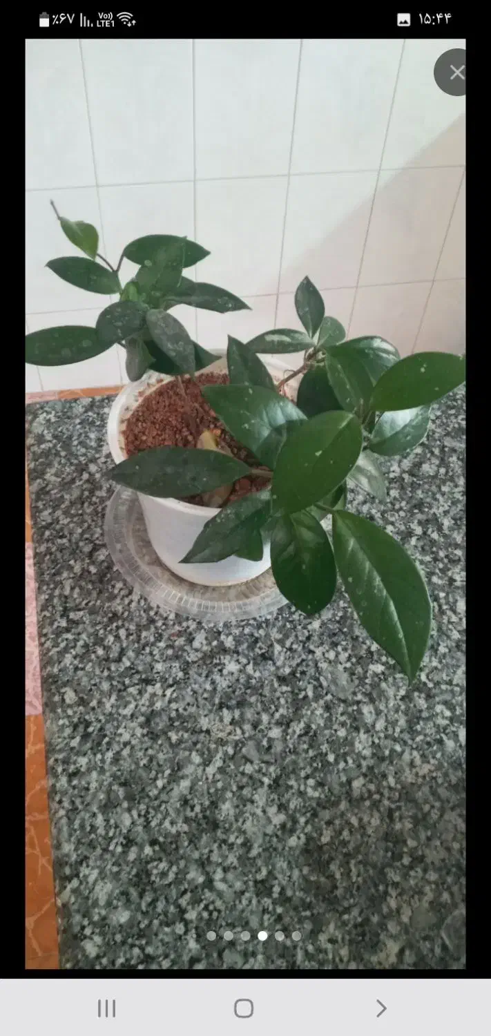 گل های آپارتمانی|گل و گیاه طبیعی|ملایر, |دیوار