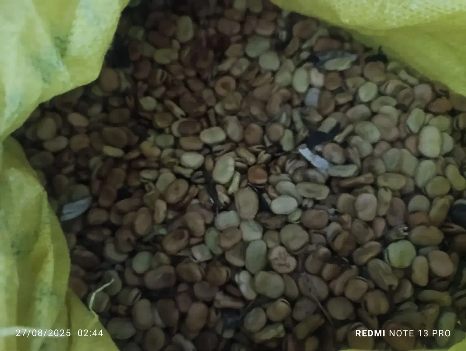 باقلی خشک درجه یک|عمده‌فروشی|گرگان, |دیوار