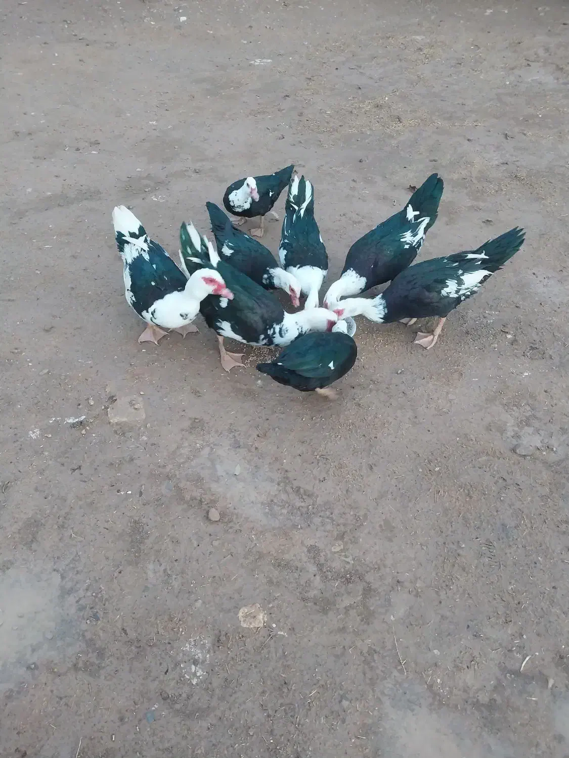 فروش|حیوانات مزرعه|اراک, |دیوار