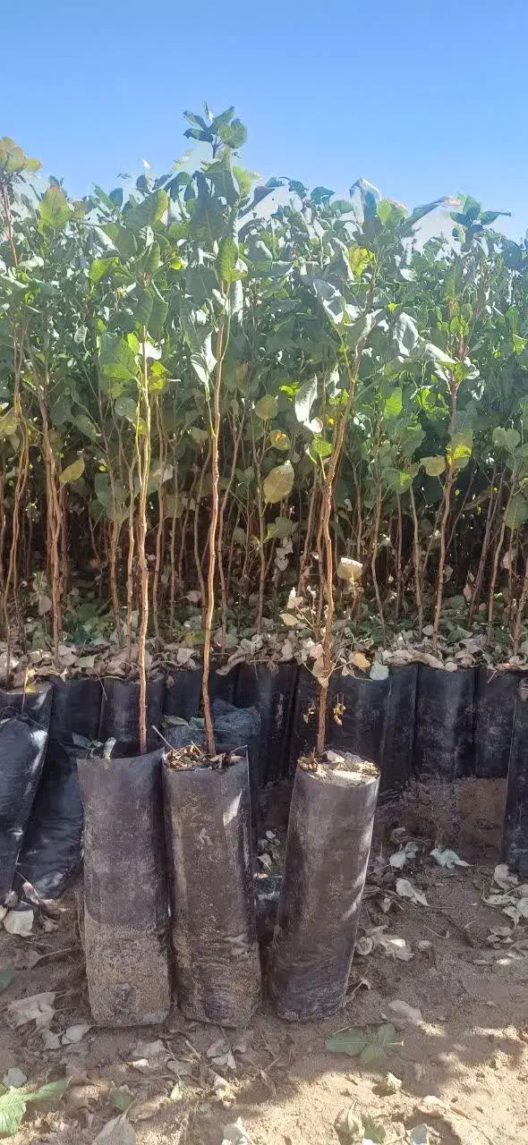 فروش نهال پسته|خدمات باغبانی و درختکاری|سروستان, |دیوار