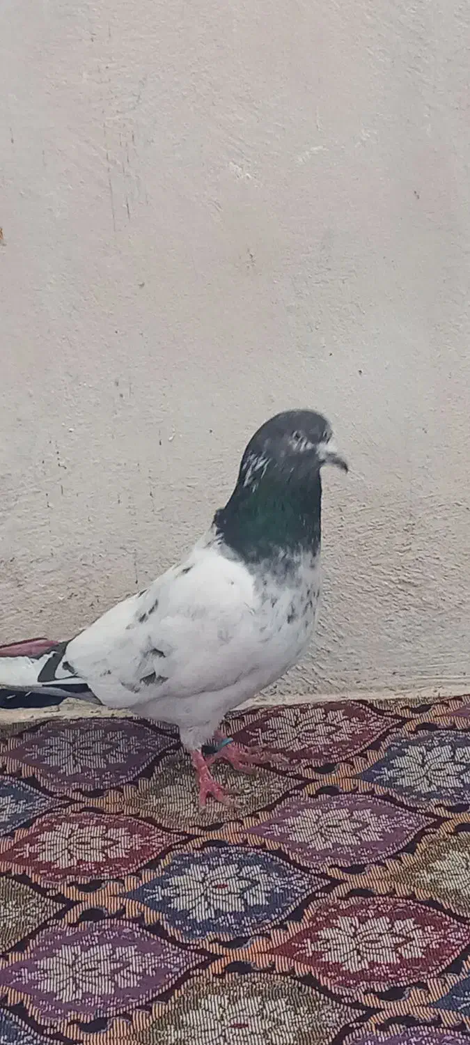 کبوتر|پرنده|خلخال, |دیوار