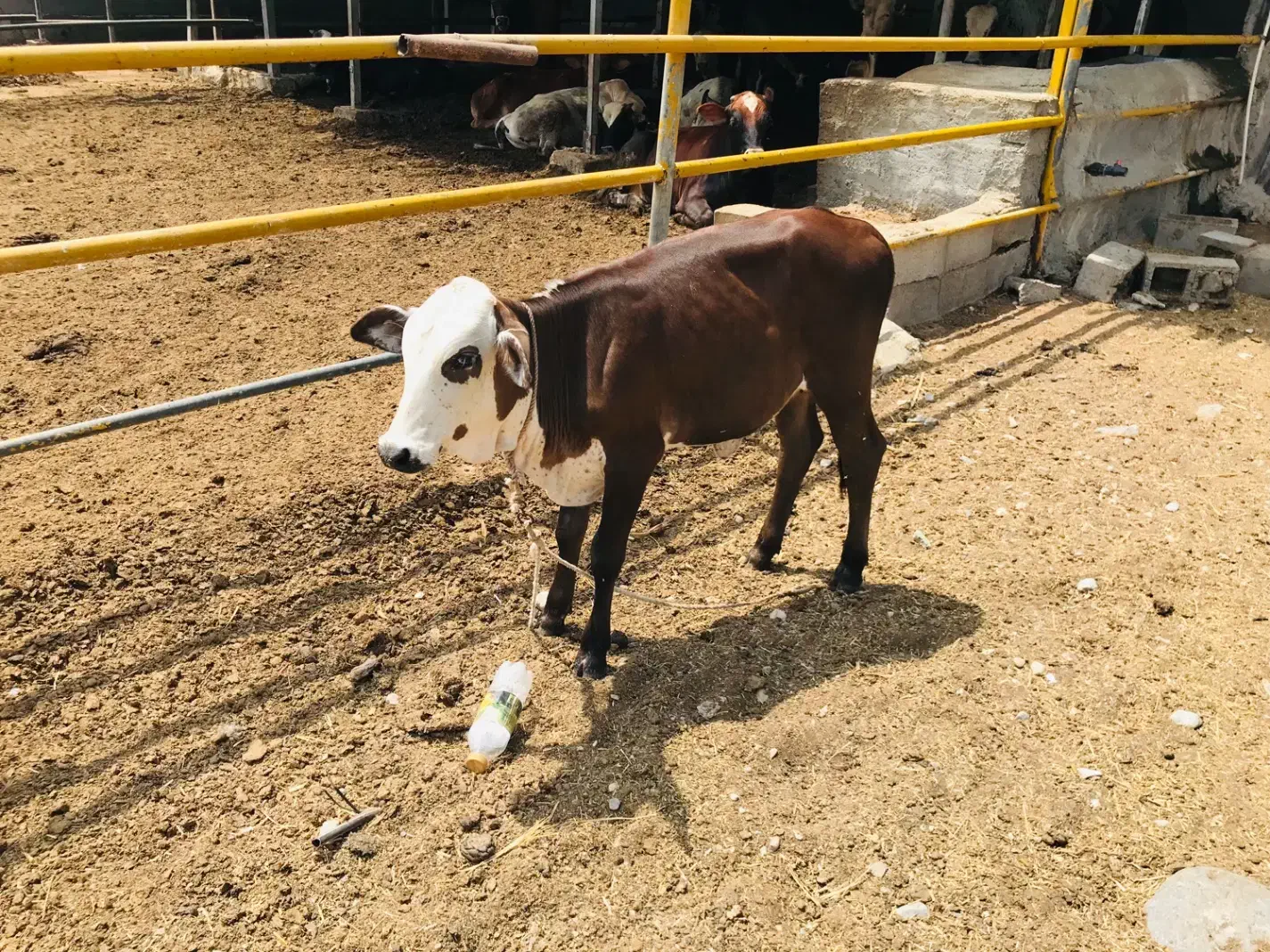 نگهبانی و کار در گاوداری|استخدام سرایداری و نظافت|تخت, |دیوار