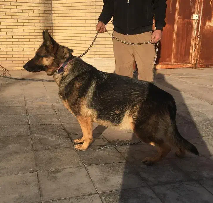 الیوس|سگ|بم, |دیوار