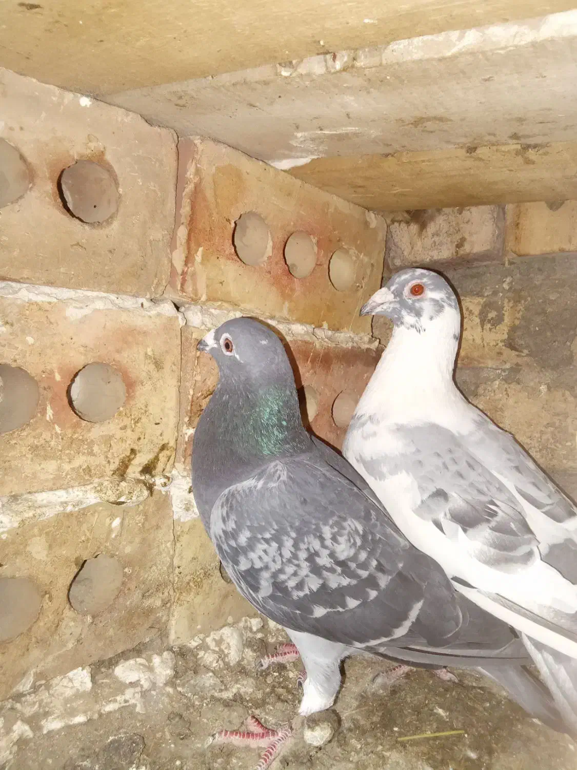 کبوتر|پرنده|سراب, |دیوار