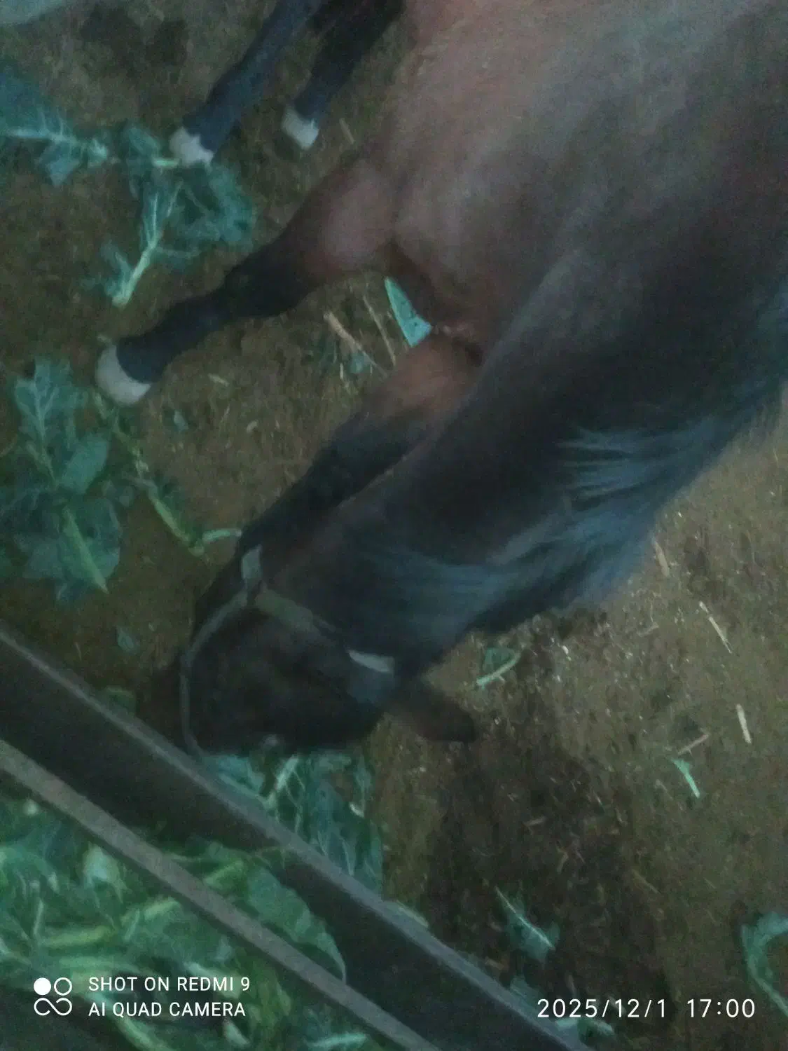 مادیان دوخون|اسب و تجهیزات اسبسواری|پیشوا, |دیوار