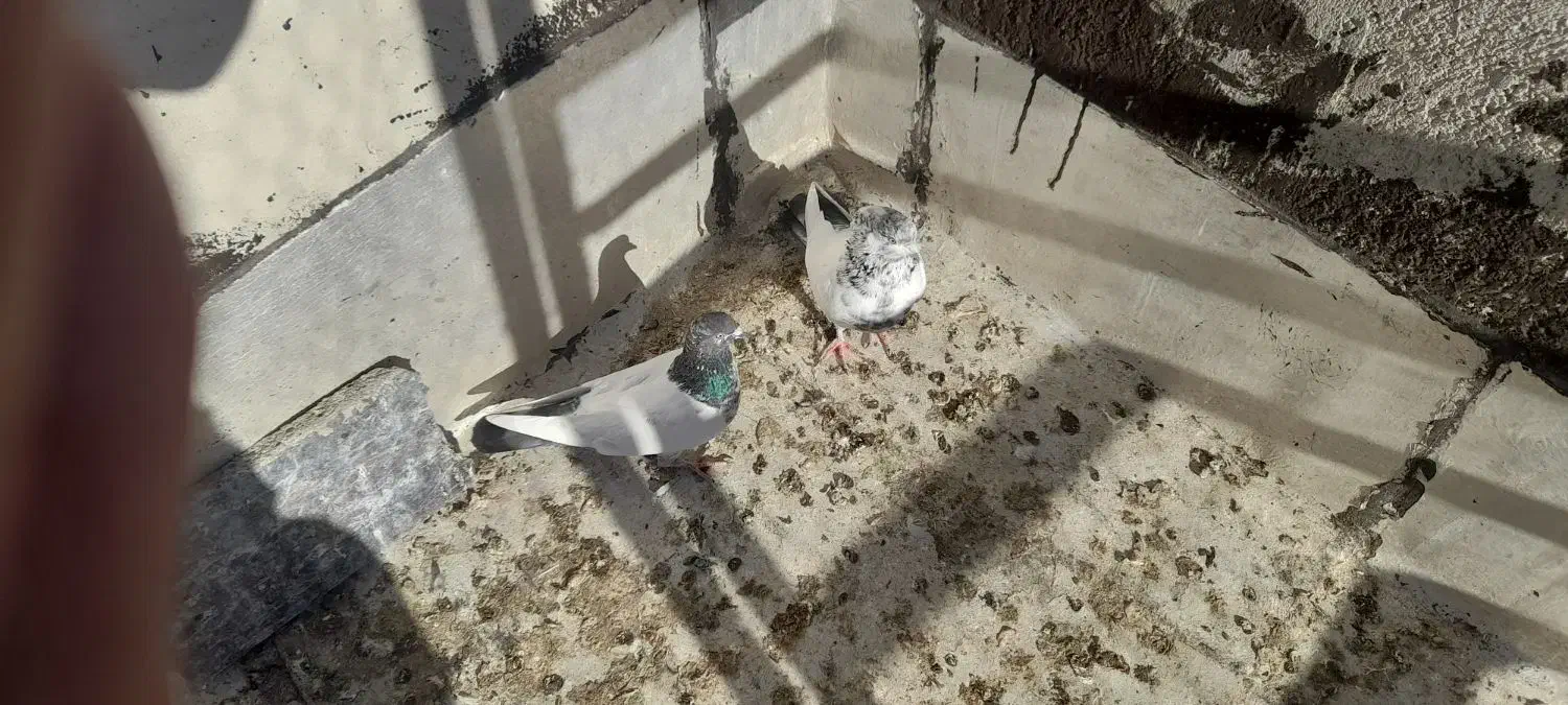 کبوتر طوقی|پرنده|نیر (اردبیل), |دیوار