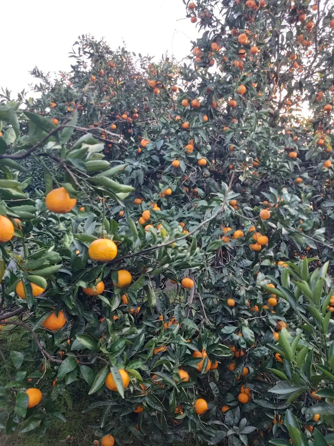 نارنگی محلی اونشو جویبار|خوردنی و آشامیدنی|کوهیخیل, |دیوار