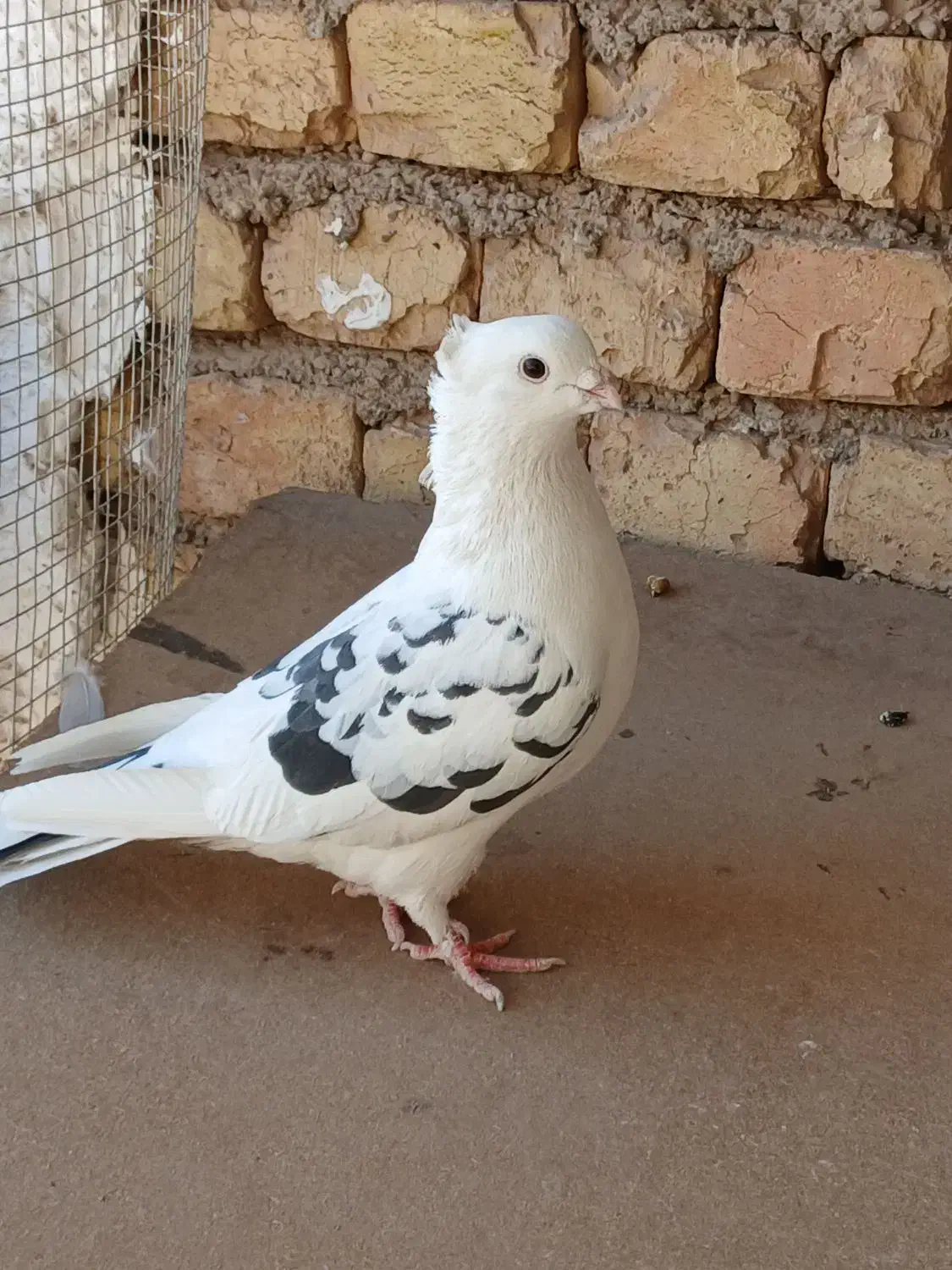 کفتر.تهرونی.زینتی.فاشهای|پرنده|خمینیشهر, |دیوار