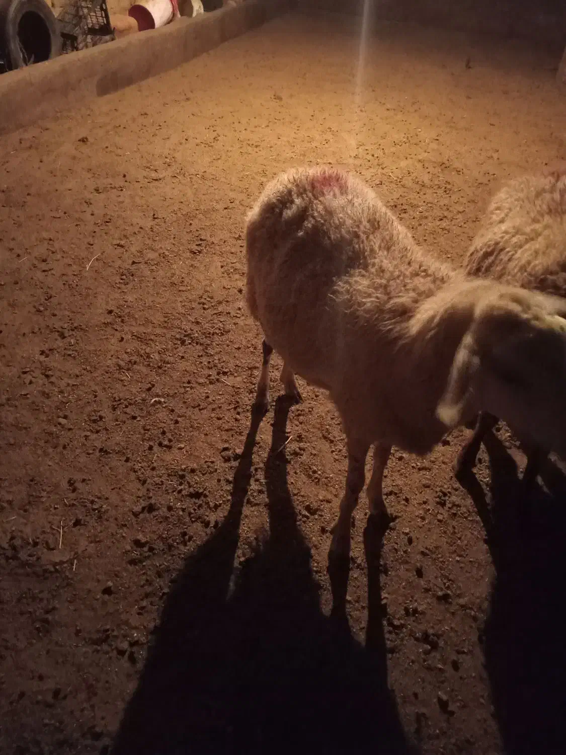 یک عدد بره ماده رومانوف|حیوانات مزرعه|بروجرد, |دیوار