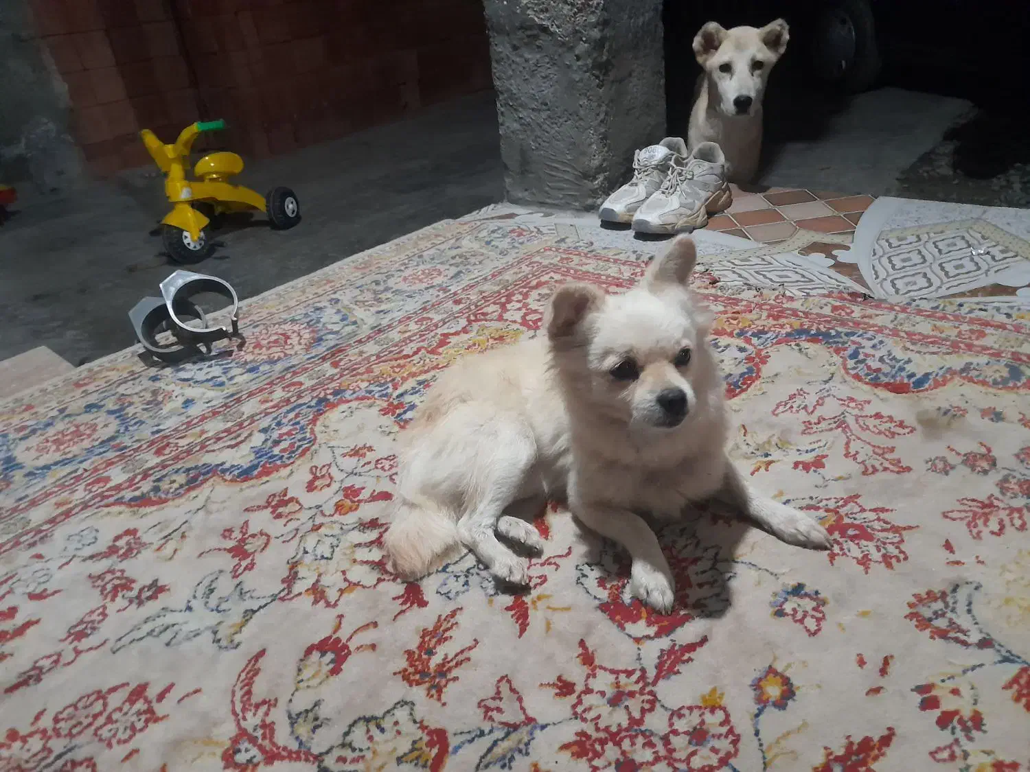 سگ پامراشپیز|سگ|گرگان, |دیوار