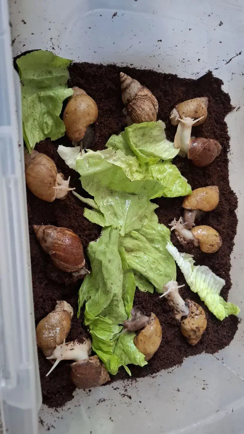 فروش حلزون(قیمت مناسب)|خزنده|بروجرد, |دیوار