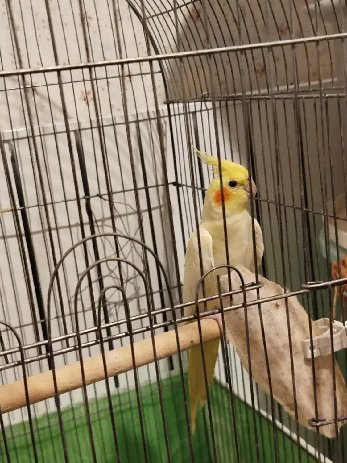 عروس هلندی لوتینو|پرنده|درگزین, |دیوار