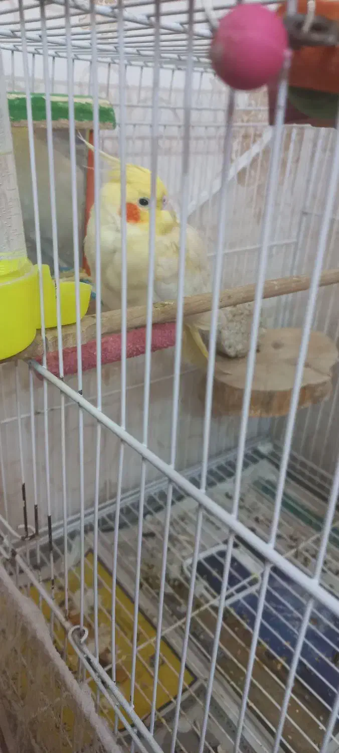 عروس هلندی ماده آماده|پرنده|مشهد, شهرک مطهری|دیوار