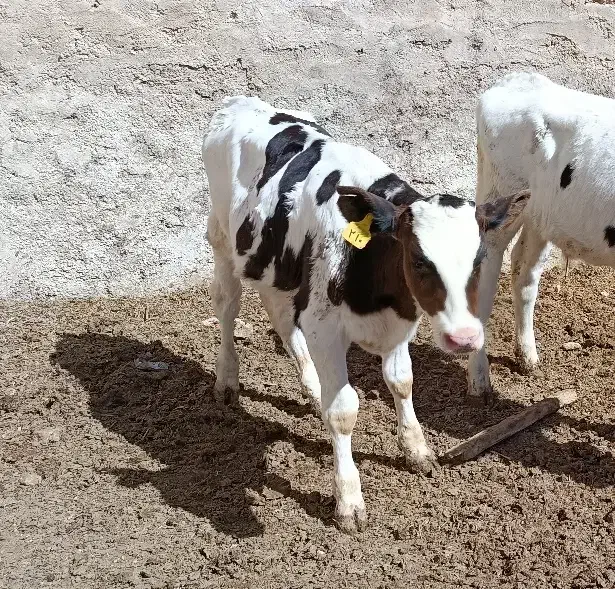 گوساله نر|حیوانات مزرعه|مرودشت, کناره|دیوار