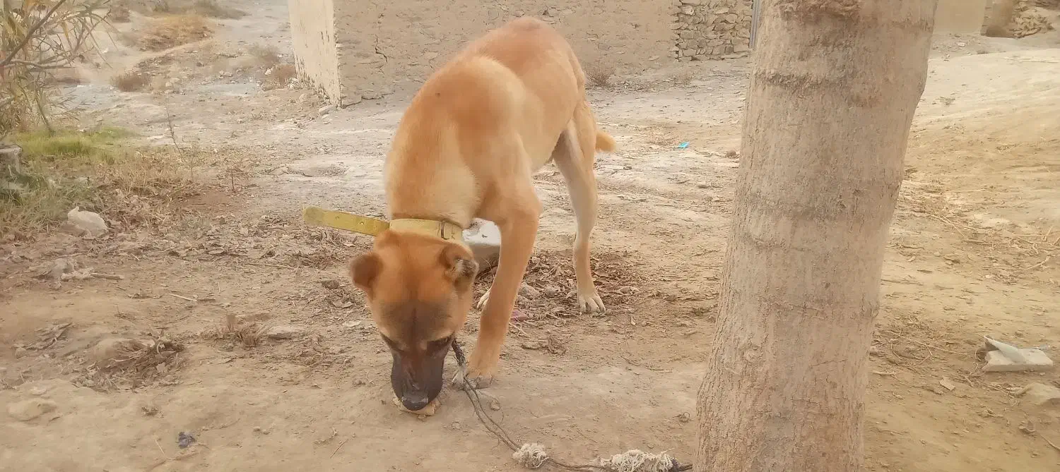 توله ۴ ماهه سرابی خیلی سختگیر و زرنگ برای نگهبانی|سگ|آشخانه, |دیوار