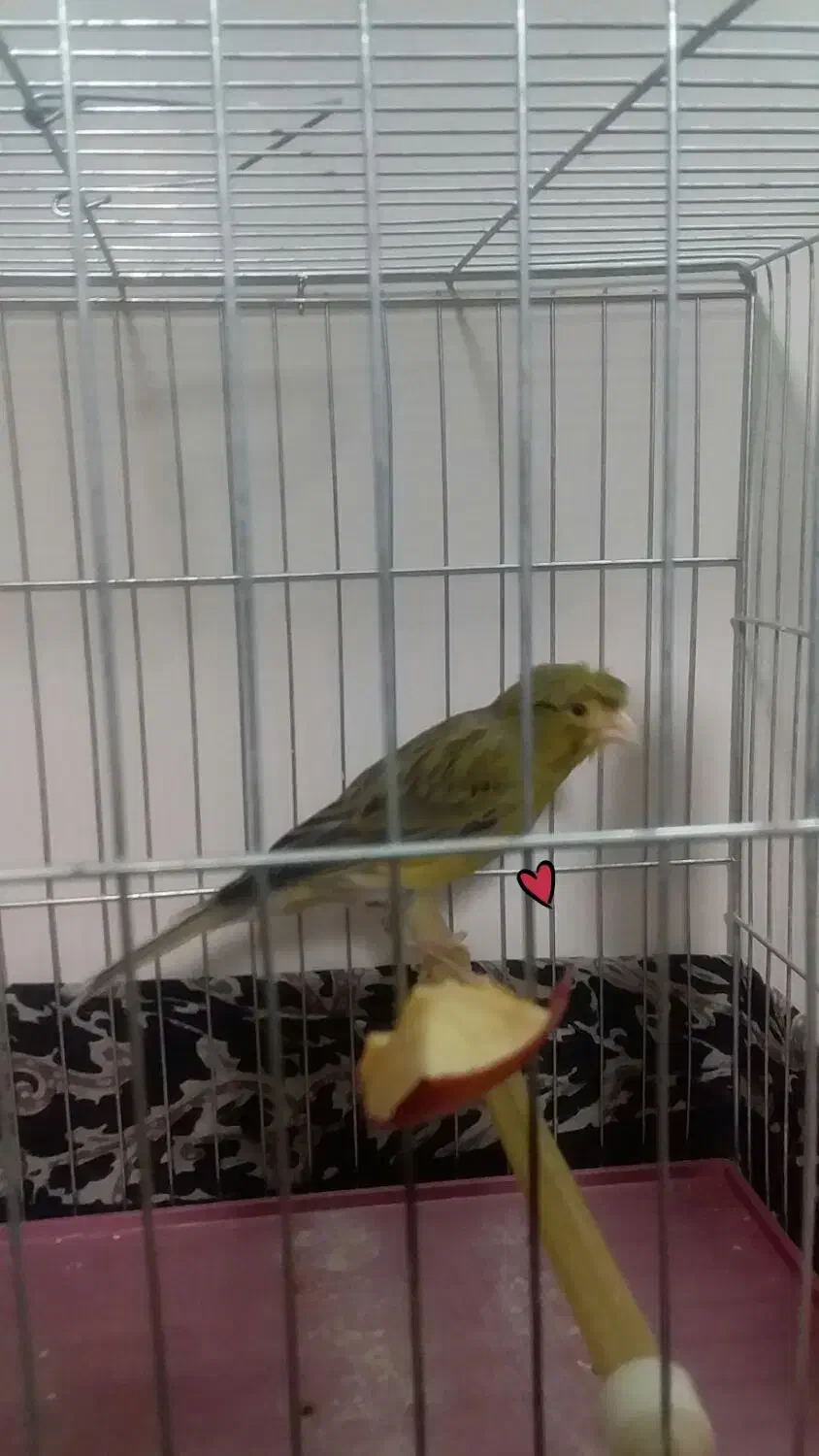 پرنده قناری کلاهی|پرنده|کرمان, |دیوار