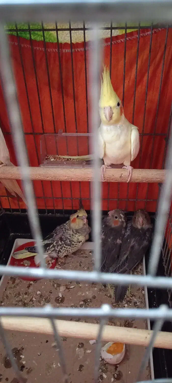 طوطی عروس 5 عدد پدر مادر و پایین سه فرزند|پرنده|رشت, باهنر|دیوار