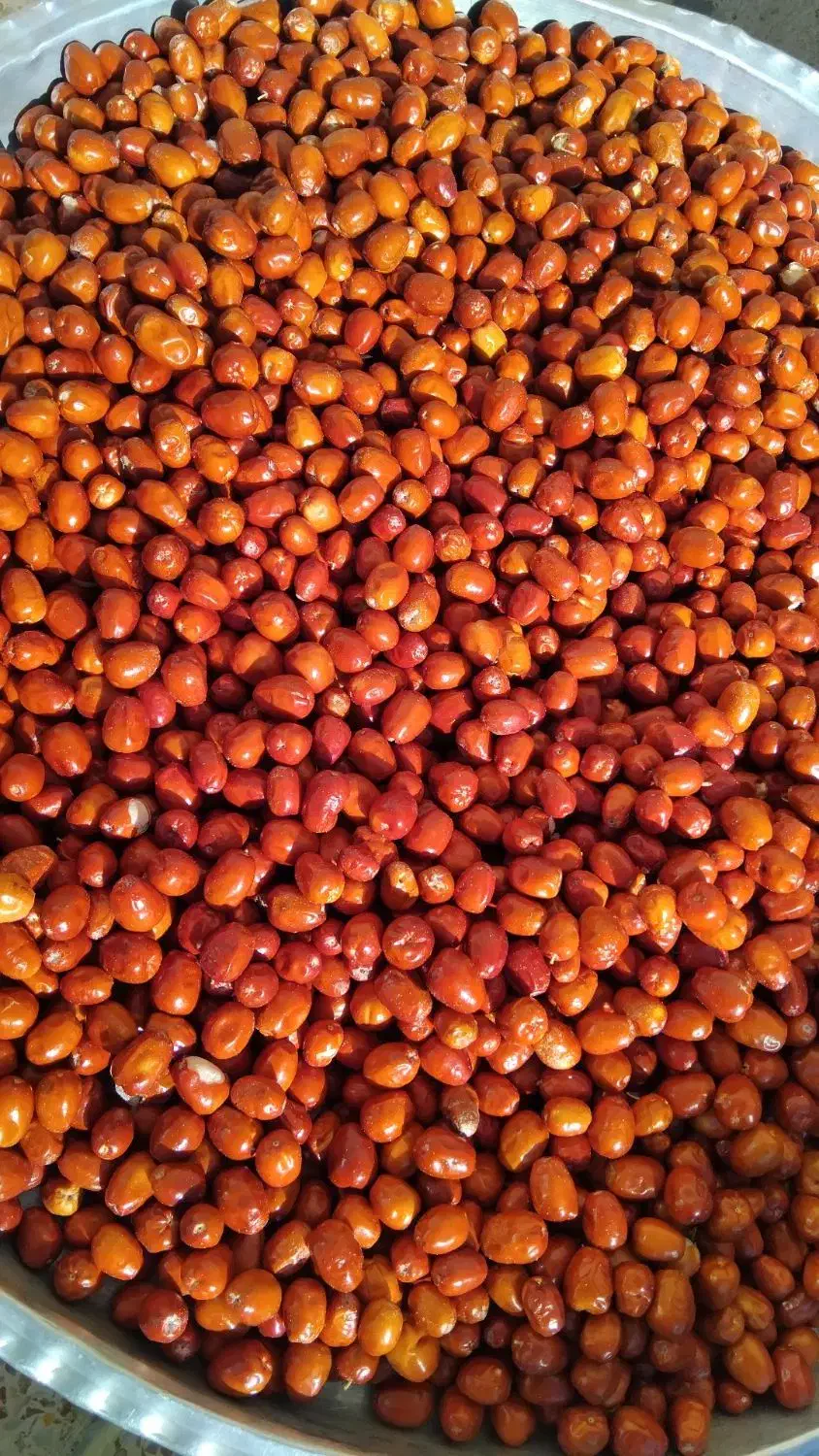 سنجد علا|خوردنی و آشامیدنی|شاهین دژ, |دیوار